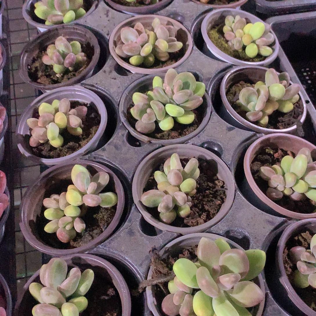 芒果奶235678999000