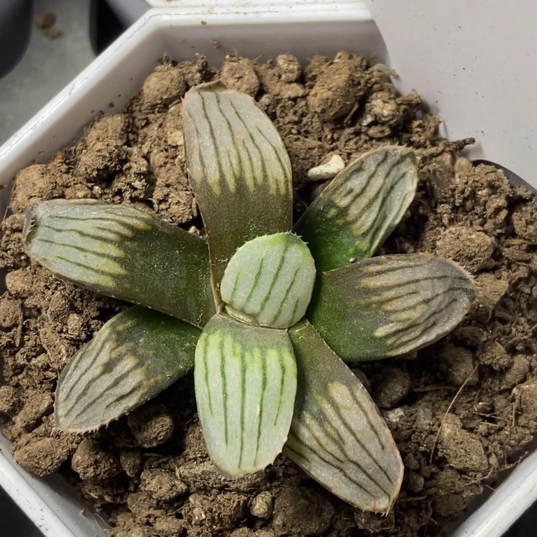 无菌播白夜实生一物一拍