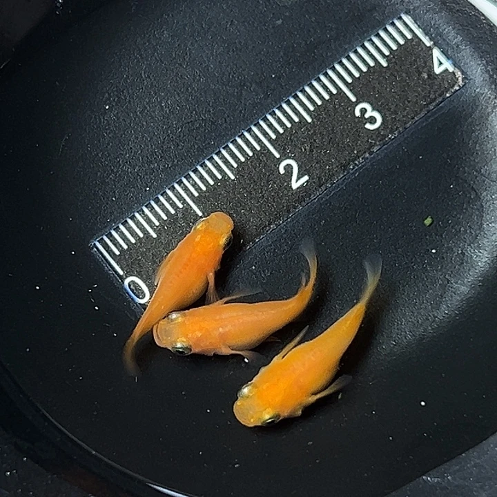 青鳉鱼红帝球一组68