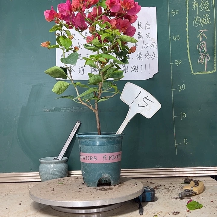 当前无花栽培后可以开花甜西瓜15