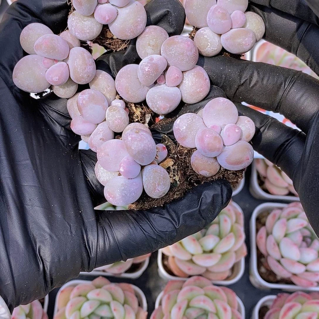 0609- 小小紫奶酪单头7颗拼盘 散 量拍