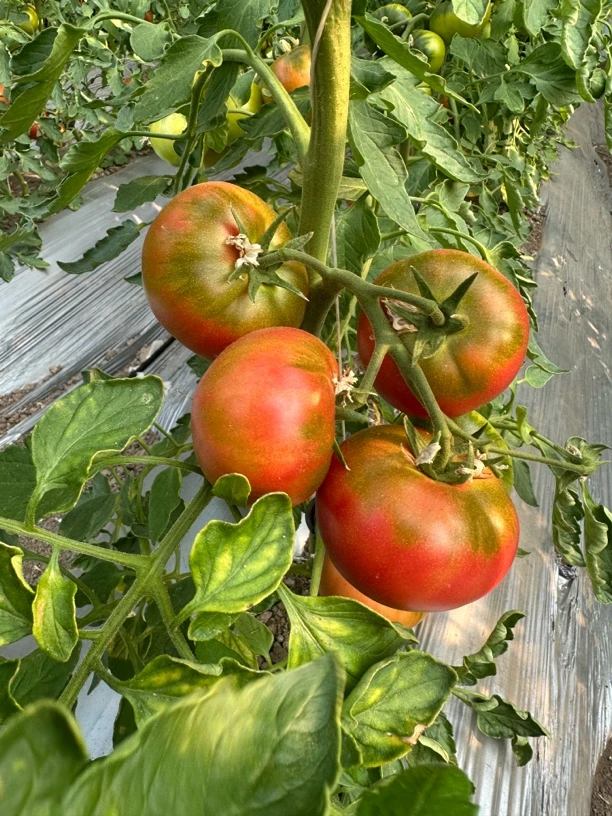 晨阳家不打药自然熟甘甜草莓柿子（顺丰包邮）