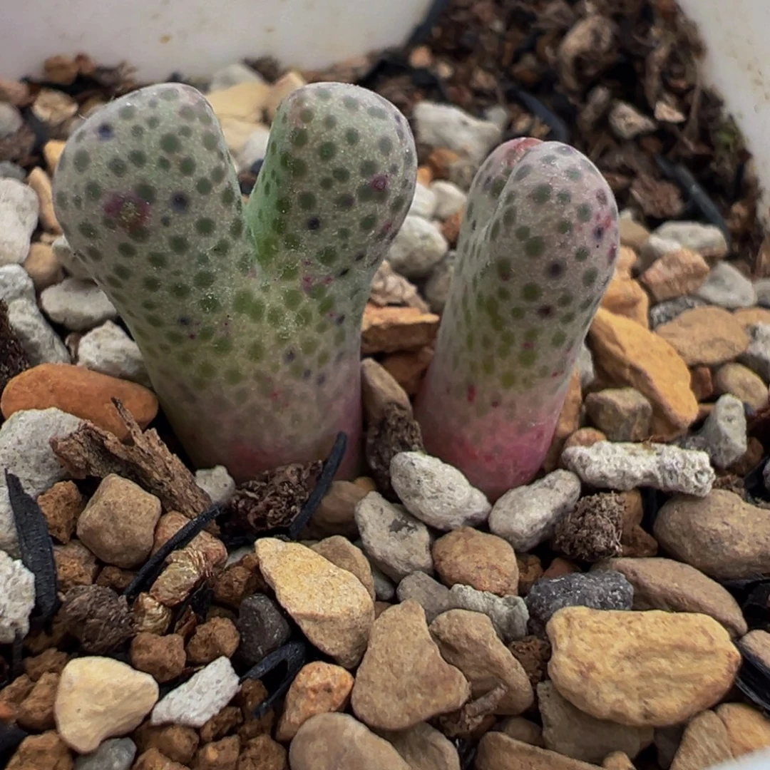 652多肉植物种类和