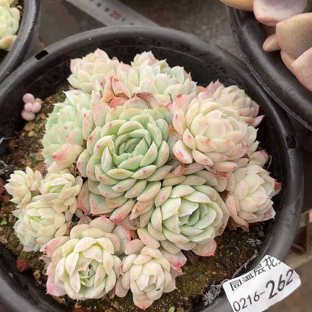 同温层多肉西娜262