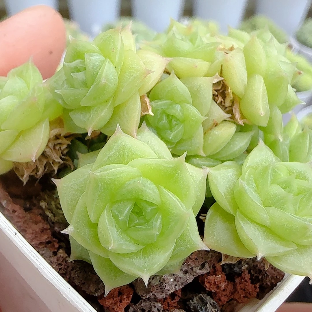 【闪购商品】0928-67玉透优选麦杆