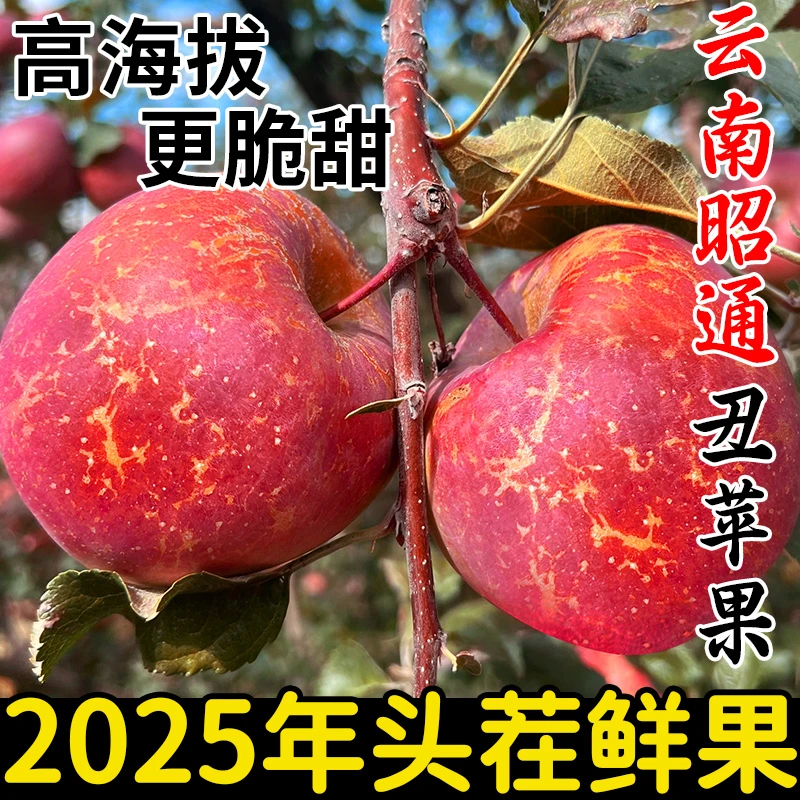 【果园现摘】云南昭通丑苹果新鲜现摘脆甜多汁冰糖心苹果水果孕妇