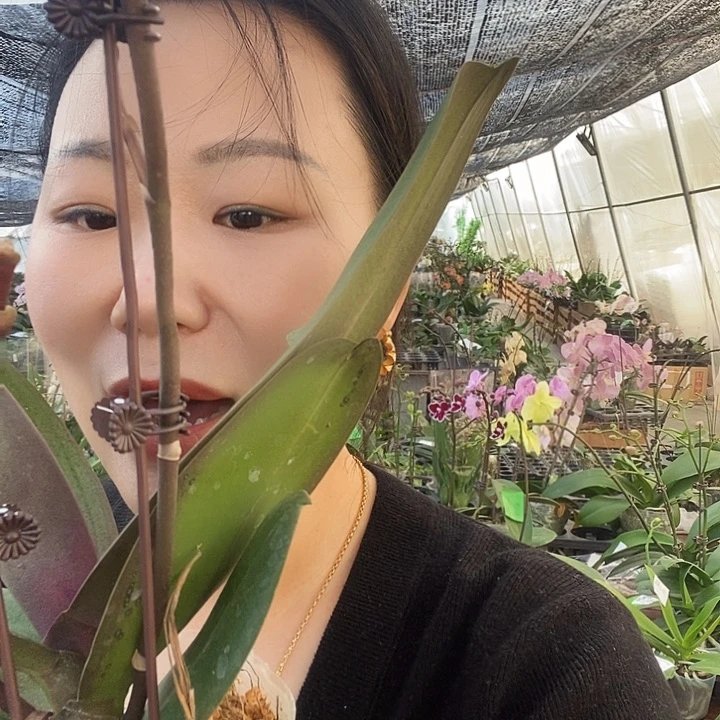 无花朵漫天红蝴蝶兰