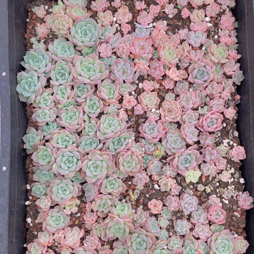 云糖心多肉植物501
