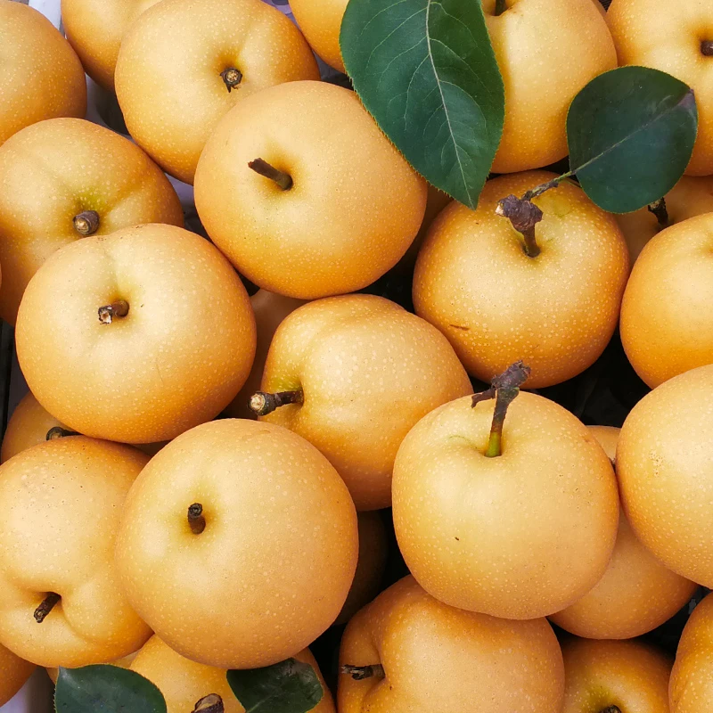 山东正宗莱阳秋月梨现摘现发脆甜多汁应季新鲜水果