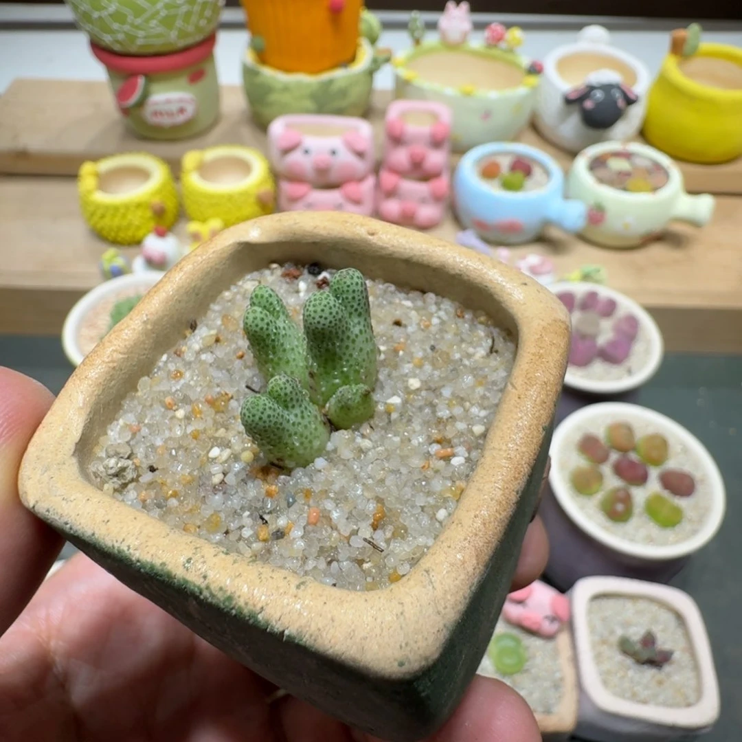蘑菇315一颗955d斑马斑马