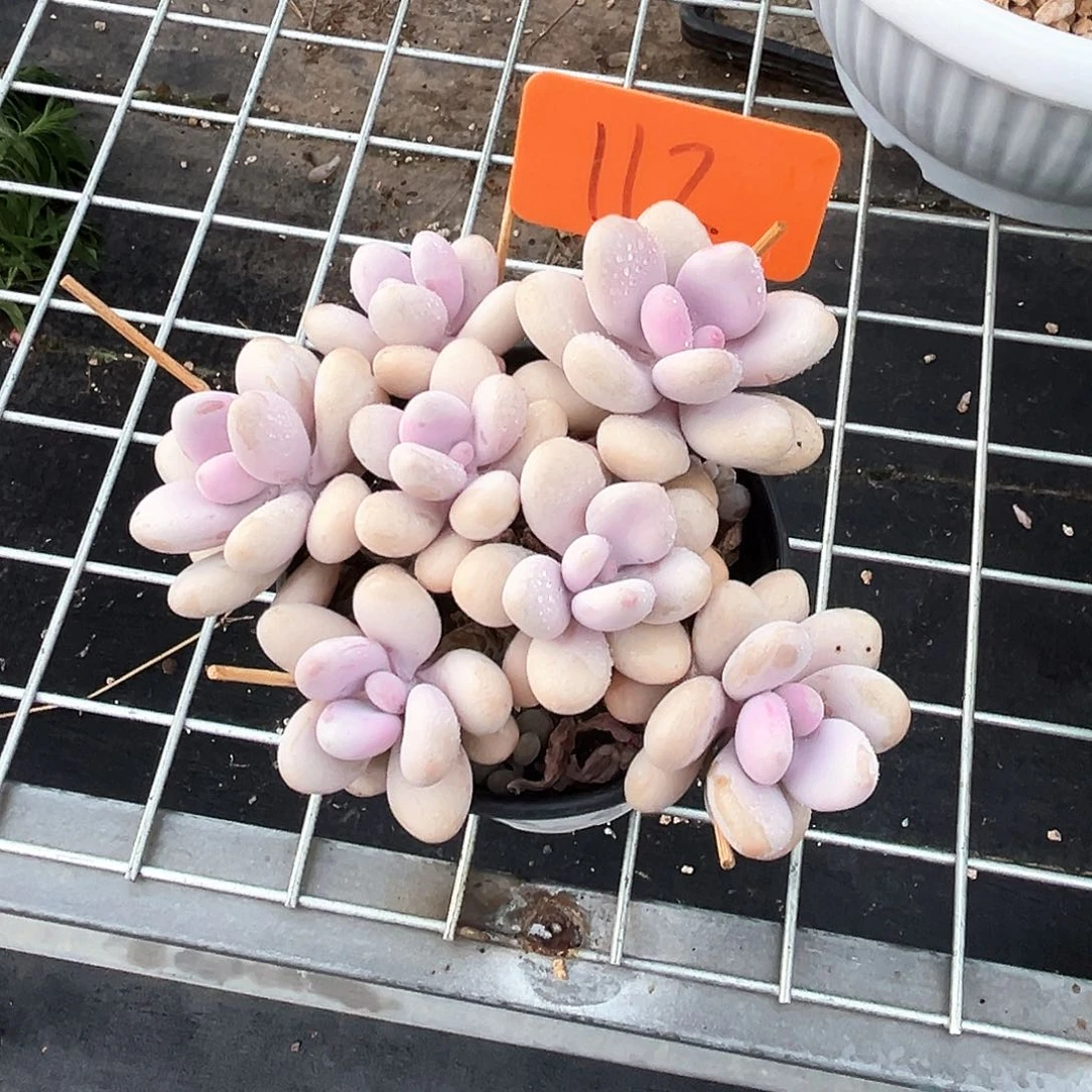 桃蛋112号码牌子