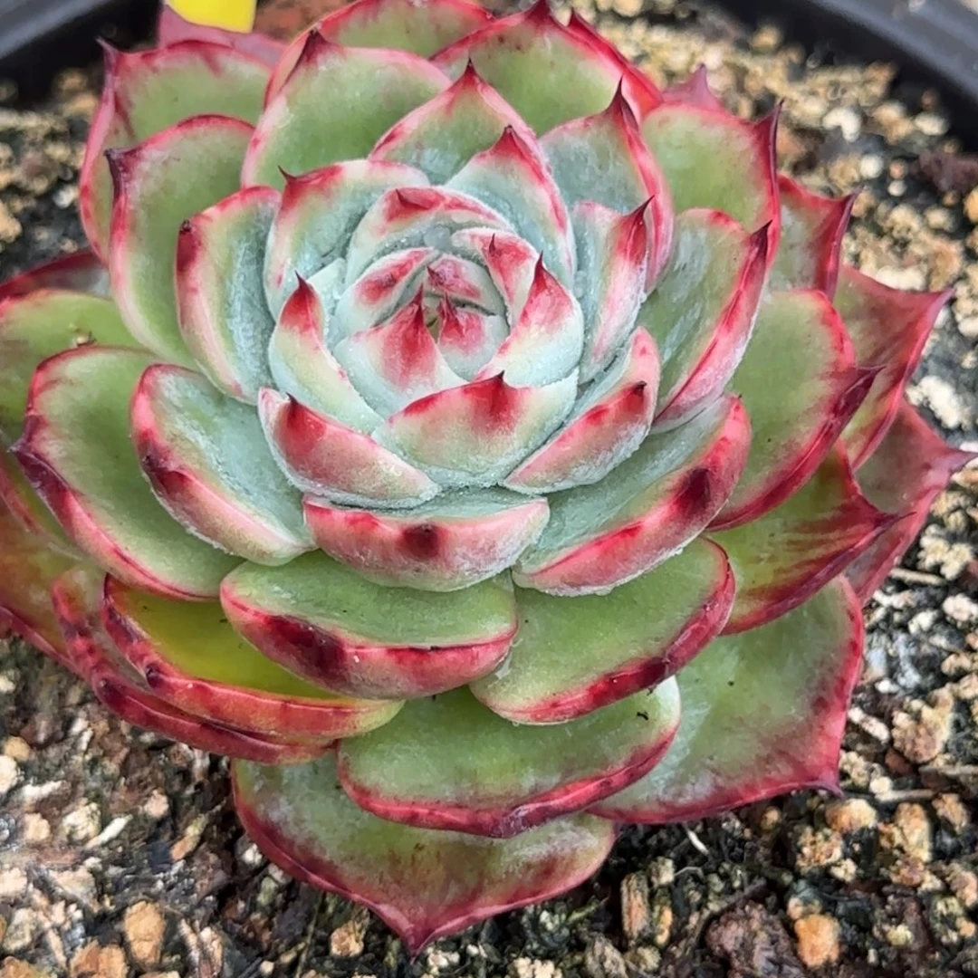 惊鸿一物一拍包装收缩花旱314