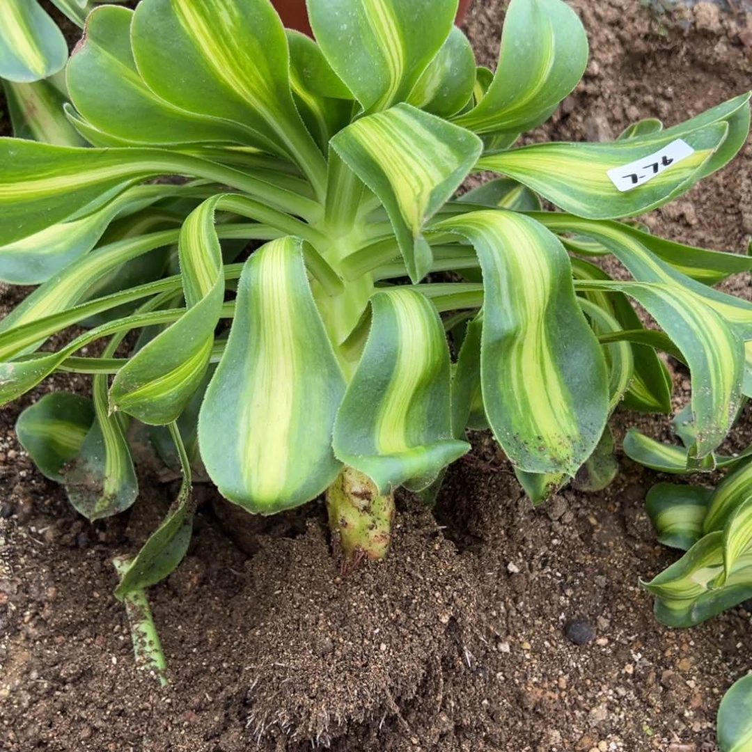 76暴君多肉多肉多肉多肉