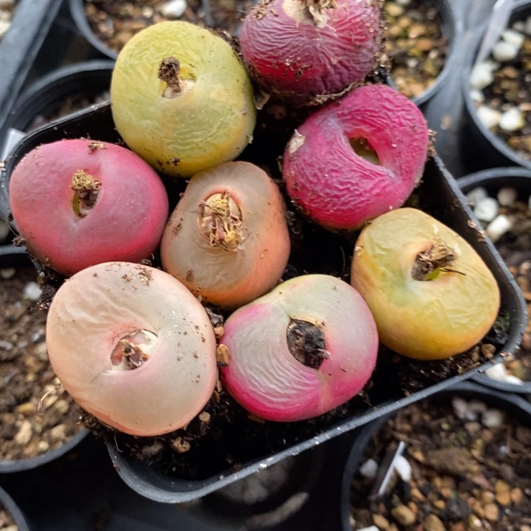 限***孩14124一组一组一组