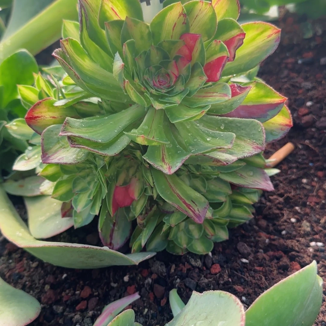 金***412知否秋天发货