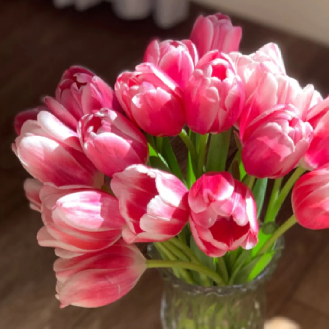 郁金香：德尔塔郁金香1扎