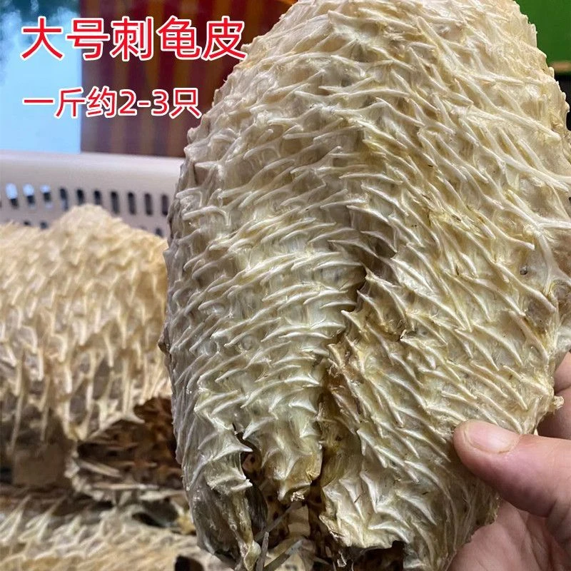 大号海刺猬刺龟皮刺豚皮 刺龟鱼皮海胆皮海产乾货 煲汤养胃500克