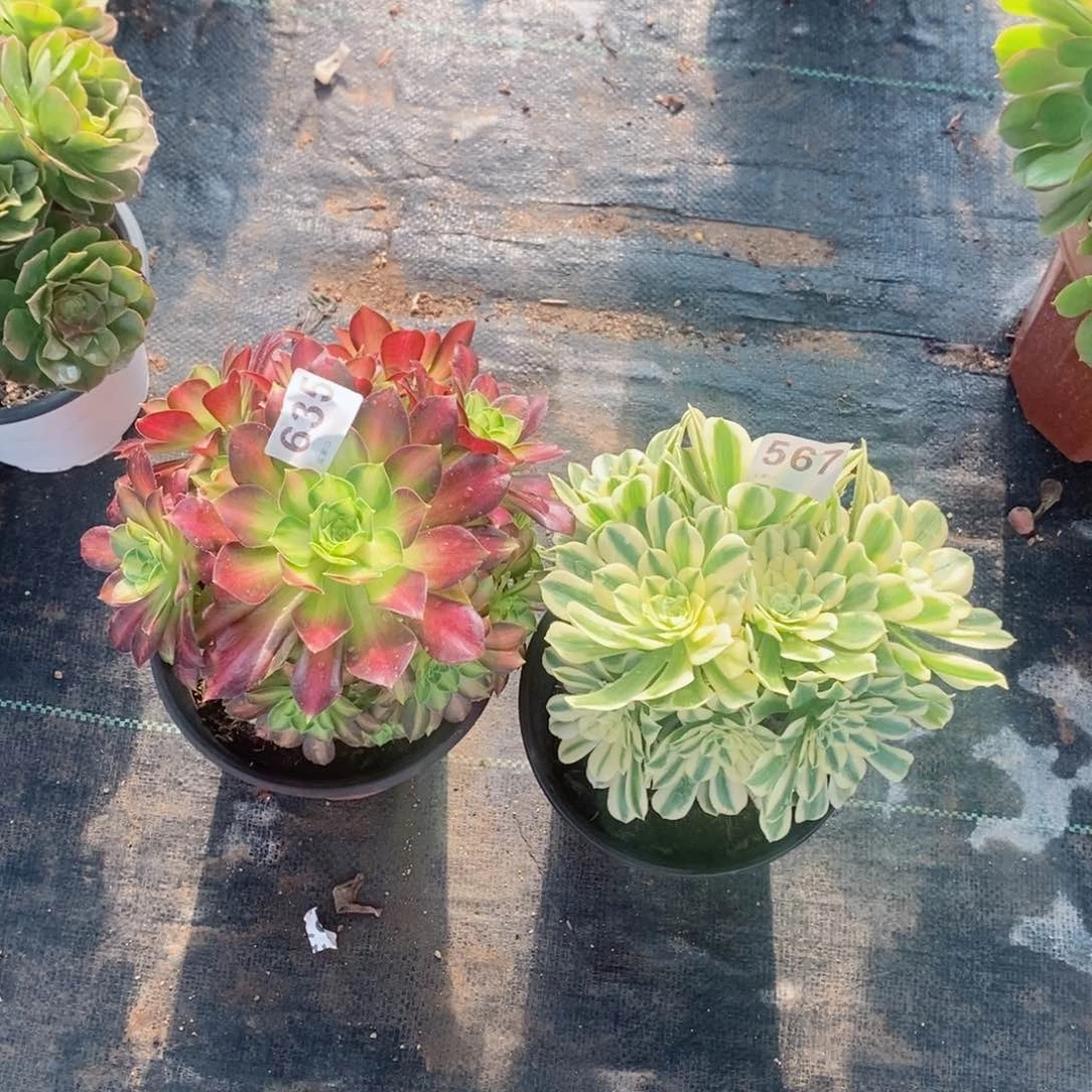 组合635567多肉1111