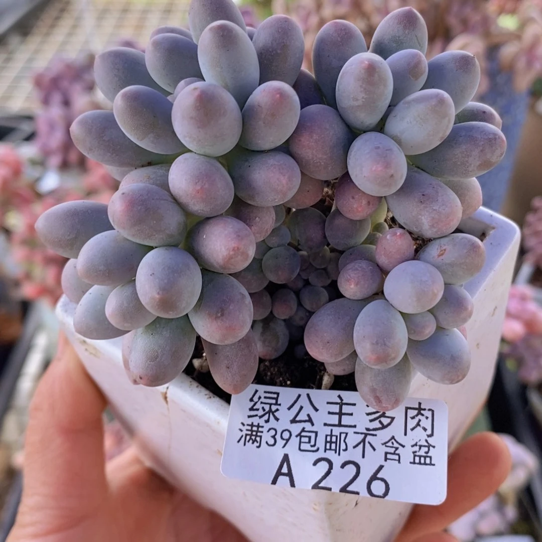 汤圆7cm226多肉植物