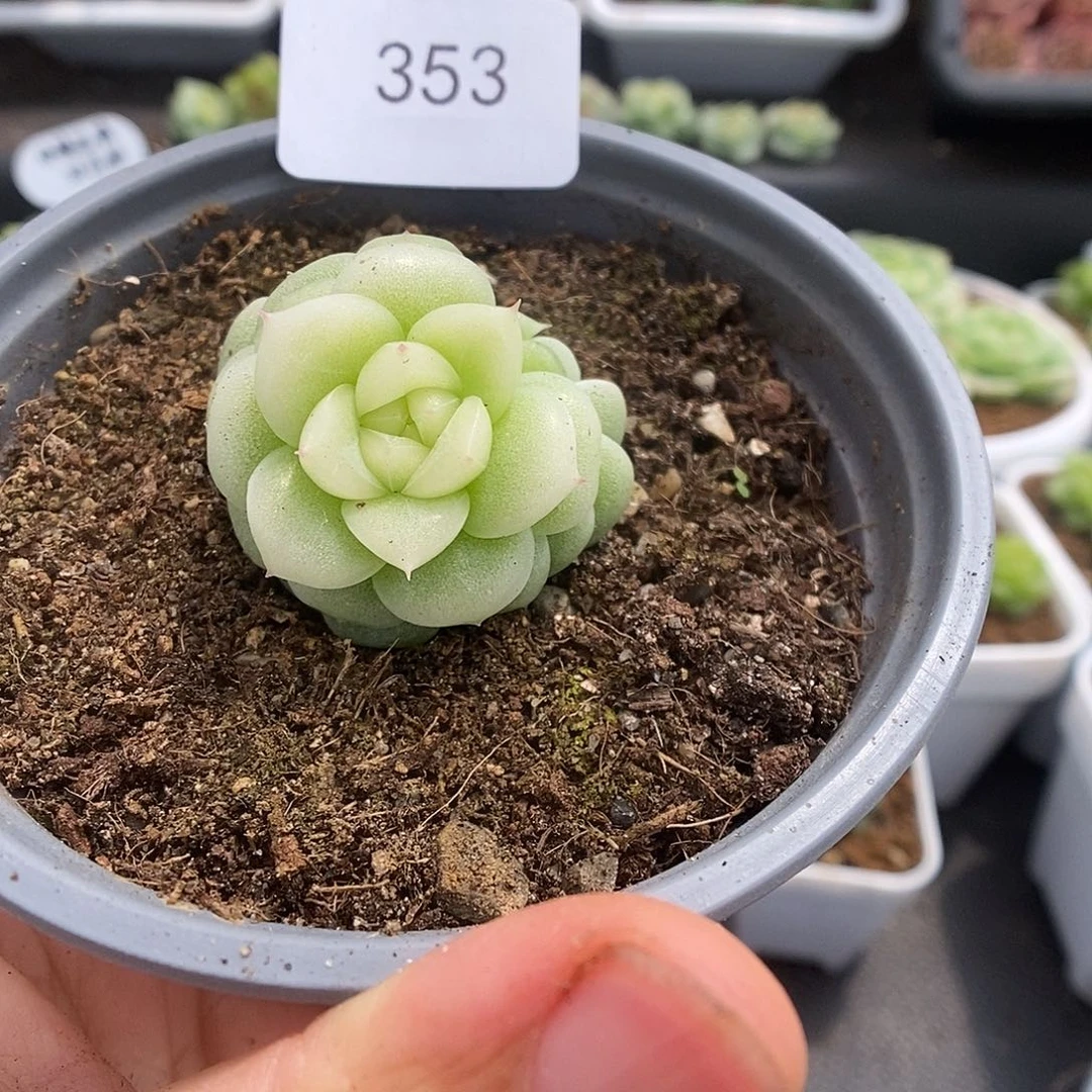 一物一拍一物一拍921-353