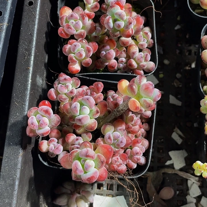 汤姆漫画带哦土发货