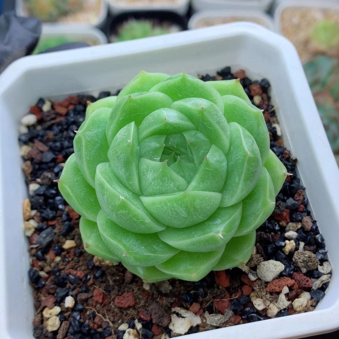 58包邮  群生不包整麦秆125