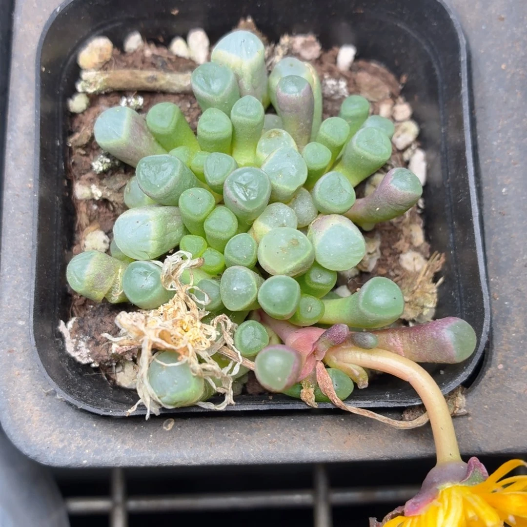 五十灵玉多肉9.9包邮发货