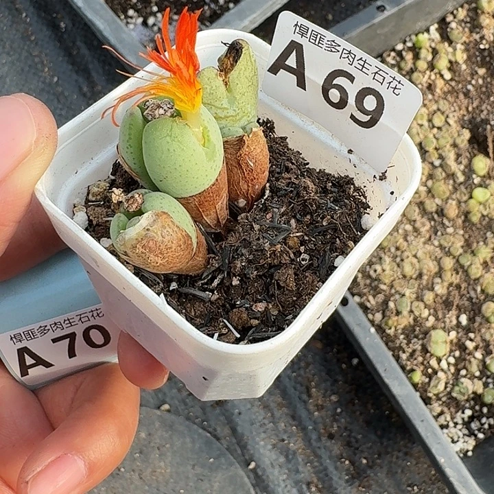 69多肉植物多肉植物