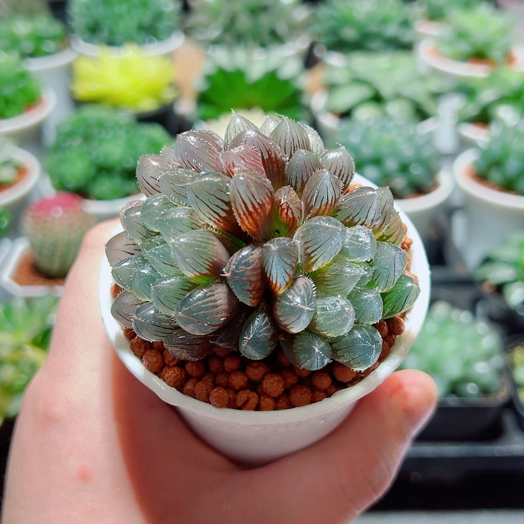 紫镜玉露群多肉多肉多肉