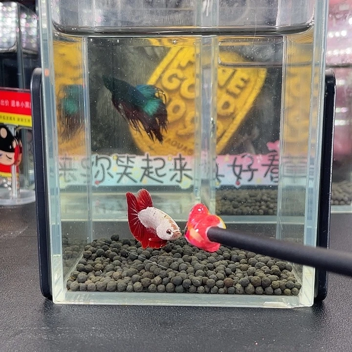 斗鱼33号927早红龙