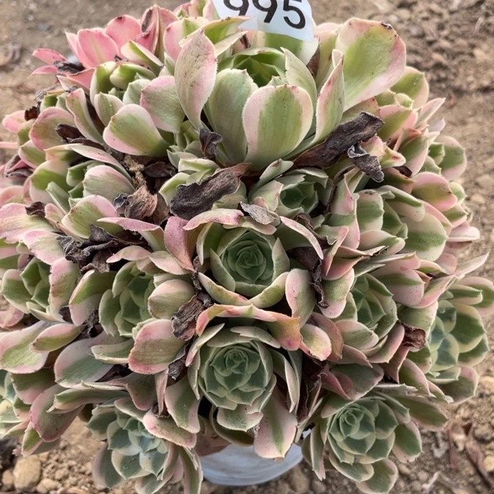无花朵995多肉植物粉女巫