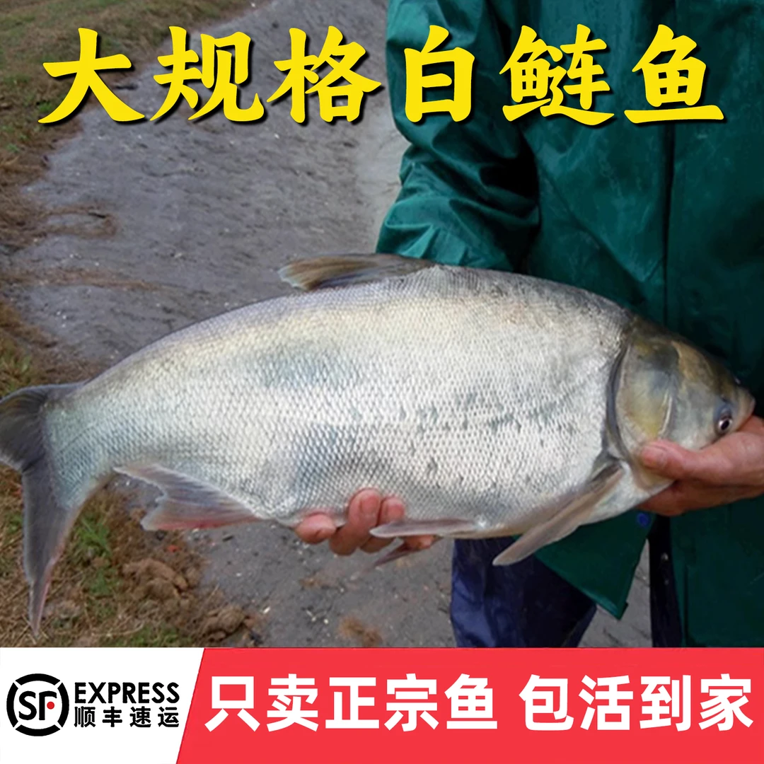 江苏白鲢鱼大头鱼胖头鱼淡水鱼花鲢鱼鳙鱼雄鱼食用养殖