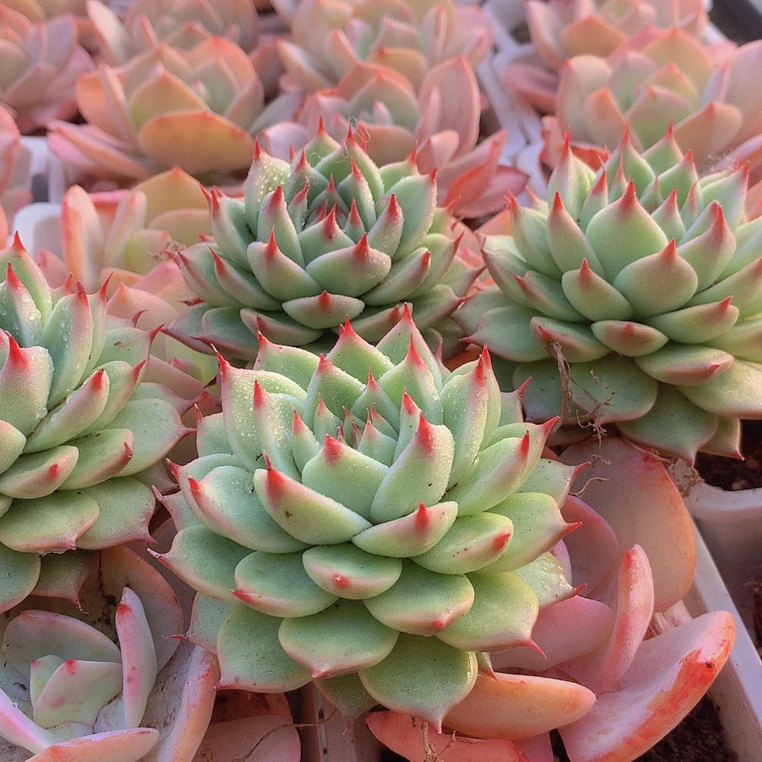 托斯卡内利3456788999000