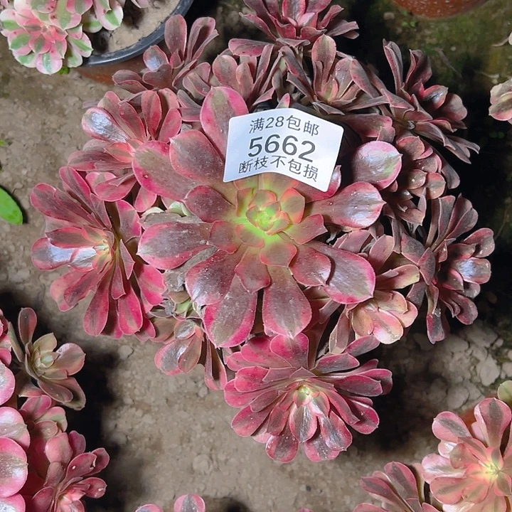 5662美杜莎多肉植物