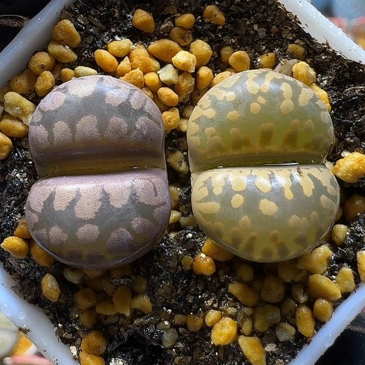 生石花111111。   361