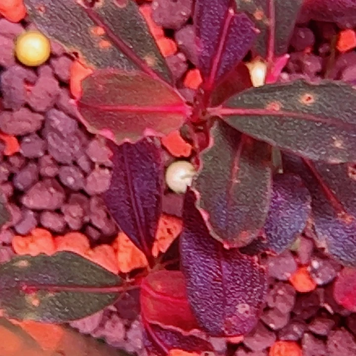 福利78号福利价植物一头（长叶NEO）