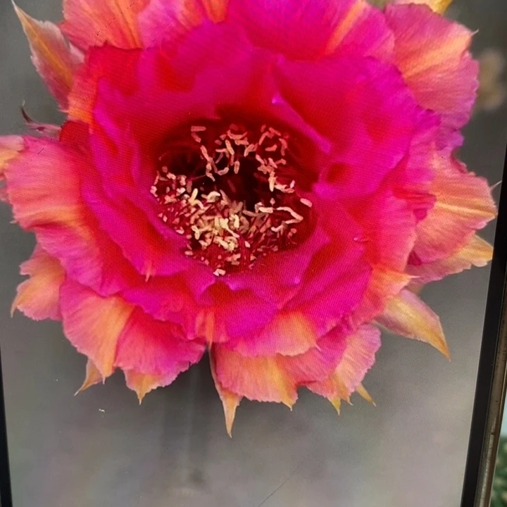 香香99带根5公分左右微瑕