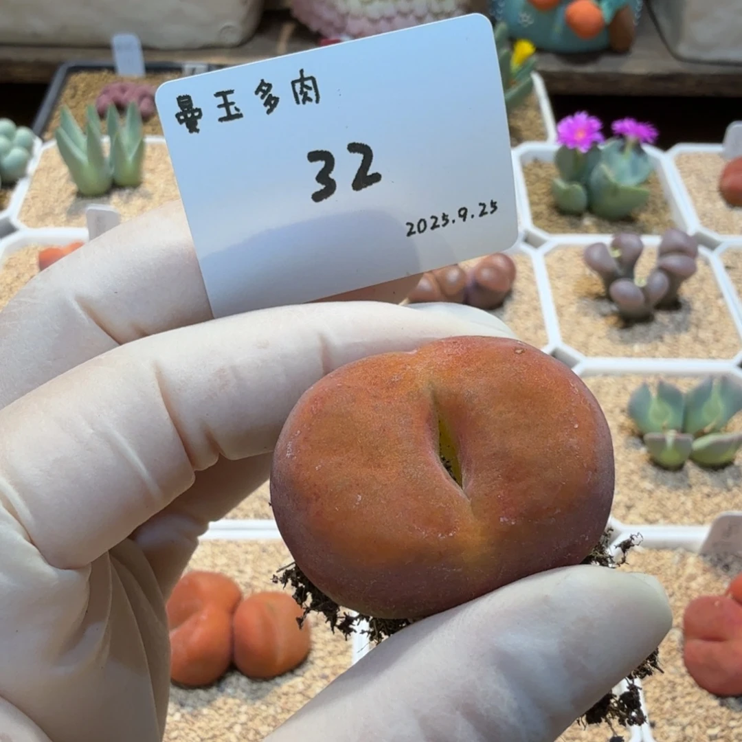 爱***o多肉多肉多肉9.25-032水蜜桃