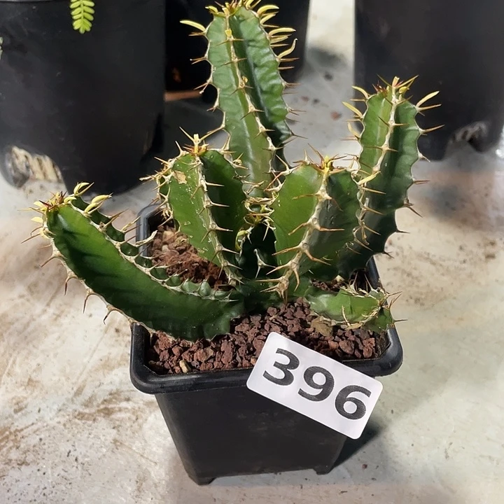 396实生火山大戟块根