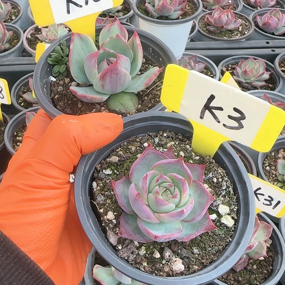 昕****gK16-3惊鸿仙子多肉