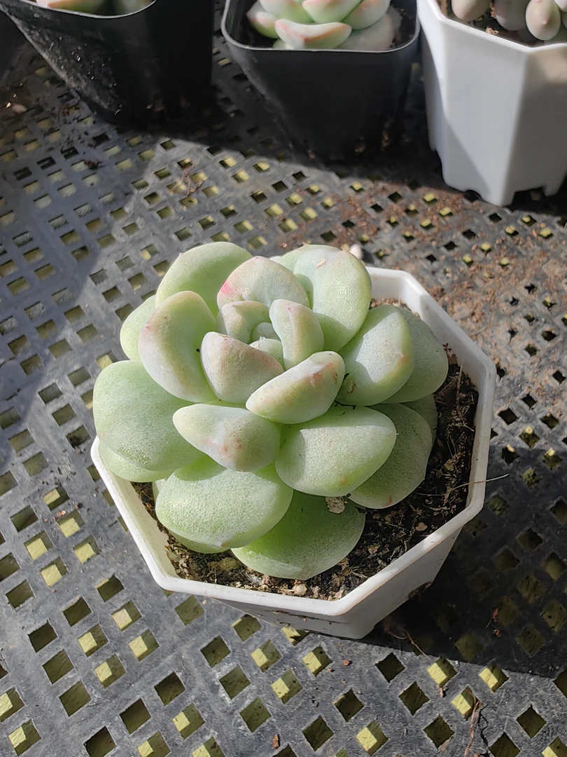 石化冰玉多肉植物单头双头贵货室内阳台好养  （直播间展示为准）