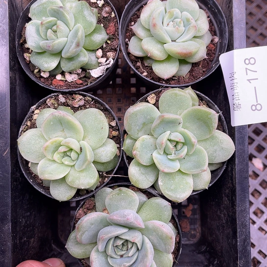 多肉一物一拍8-178