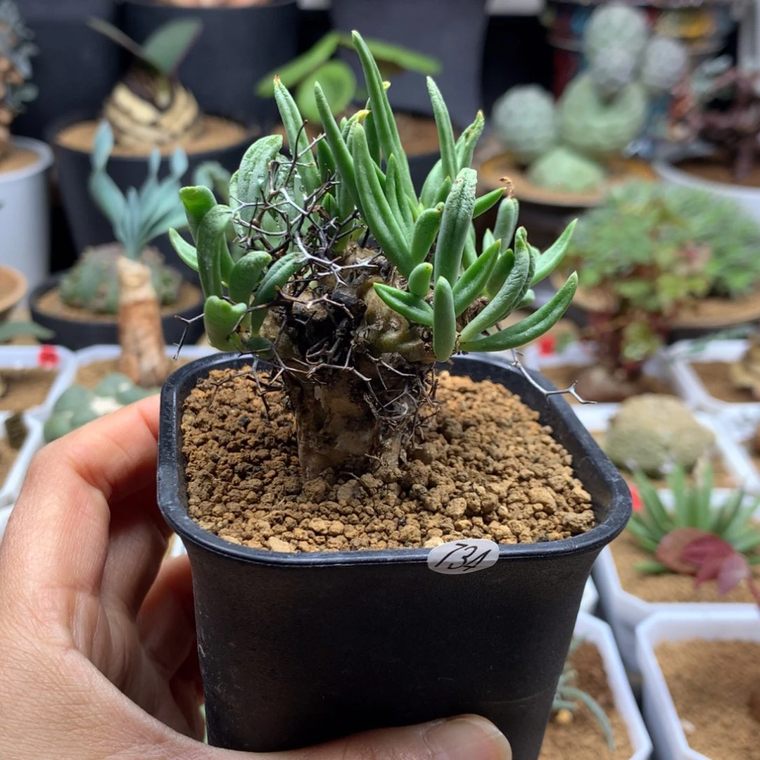 钢丝球万物想产地多肉带盆