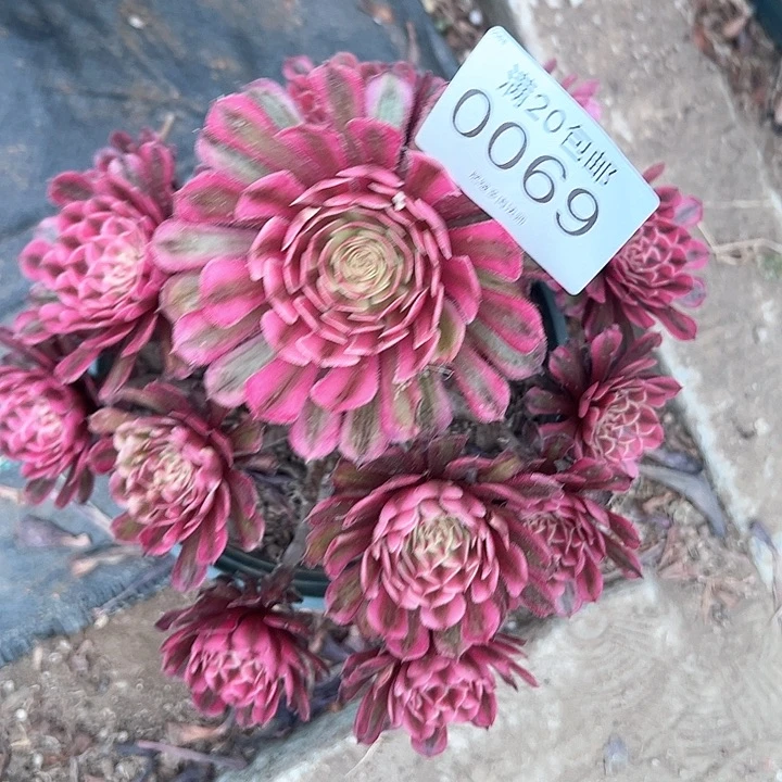 0069白月光多肉植物