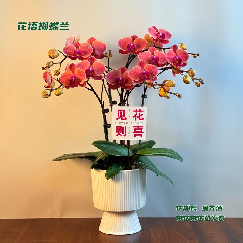蝴蝶兰【小桔灯】 带花带花苞发货 室内客厅阳台花卉 好养易活