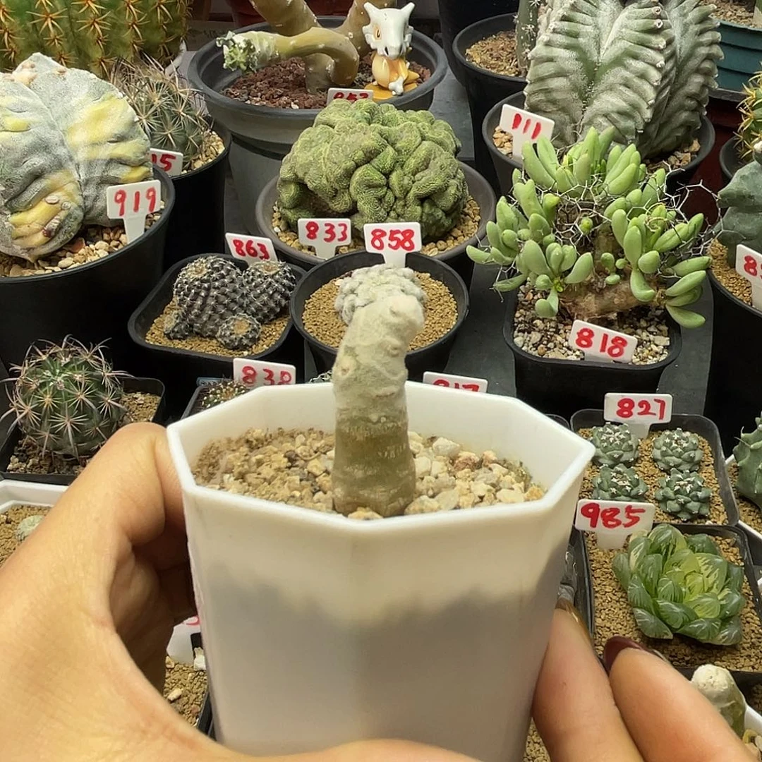 实生雪露厚敦菊仙人球