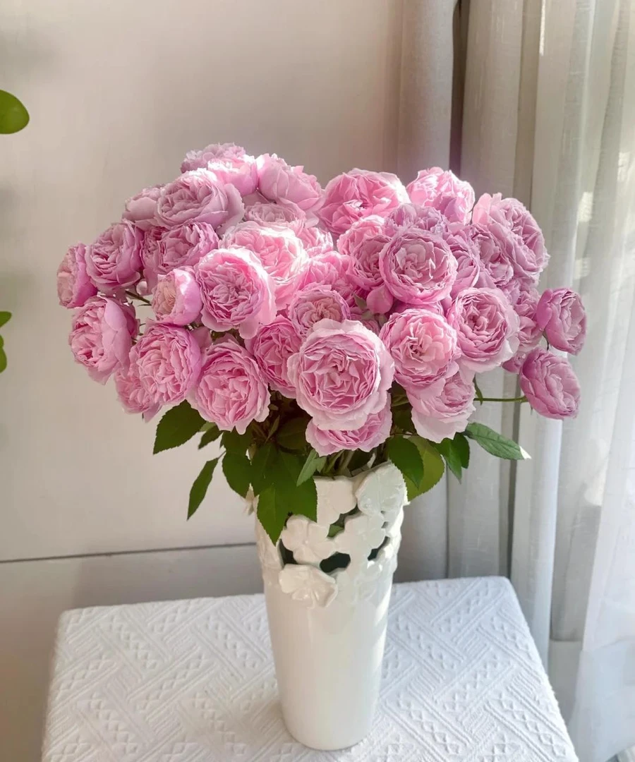 【杨苏莹花房】白桃果冻多头玫瑰10枝 云南鲜花任意两单顺丰空运