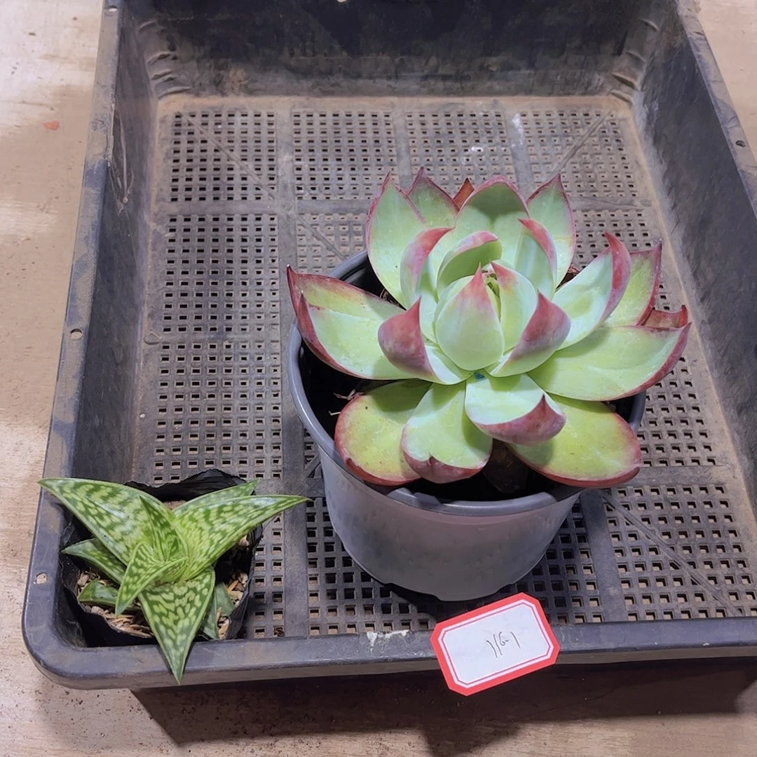 多肉247多肉植物1