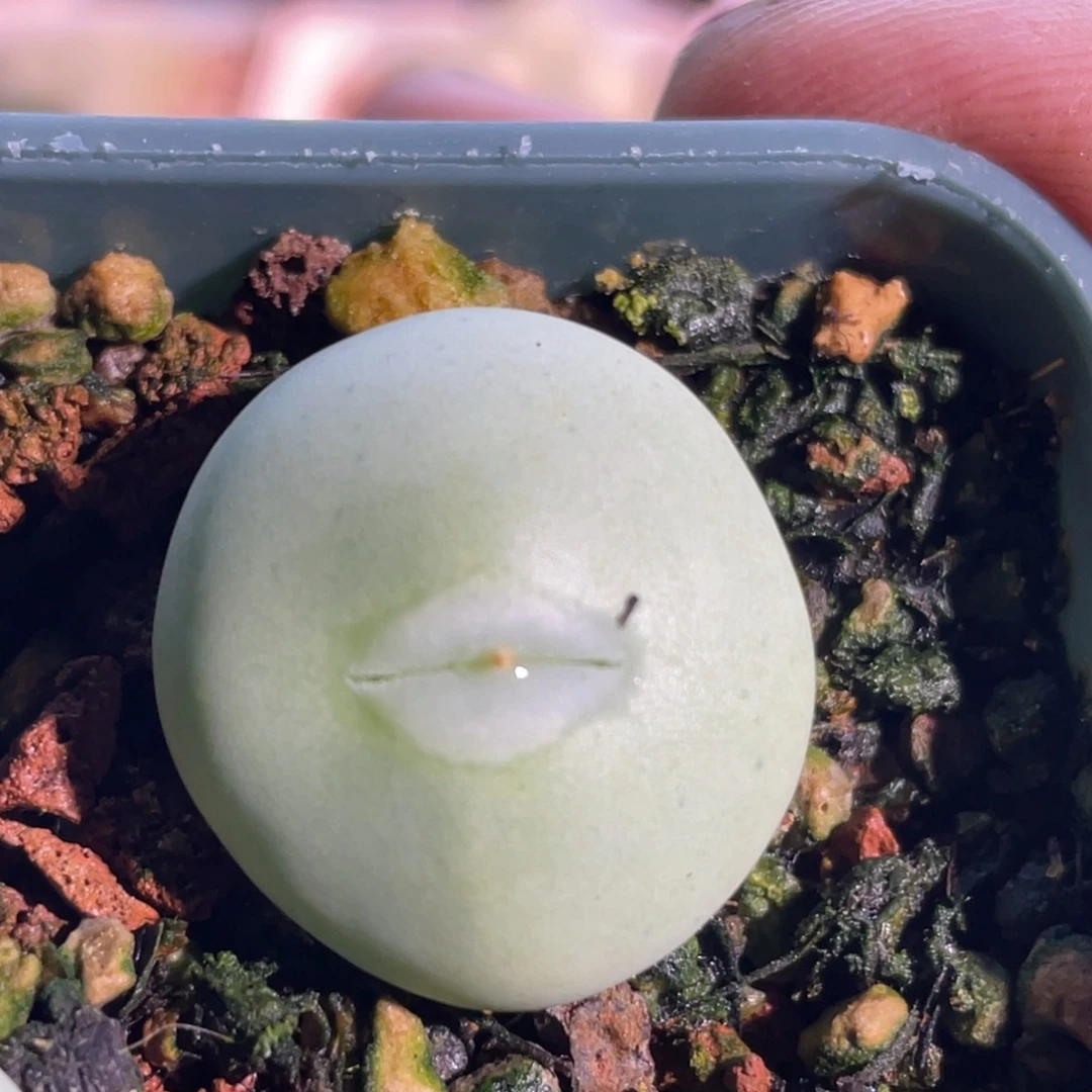 白花大g单头嘟嘟嘴植物一物一拍