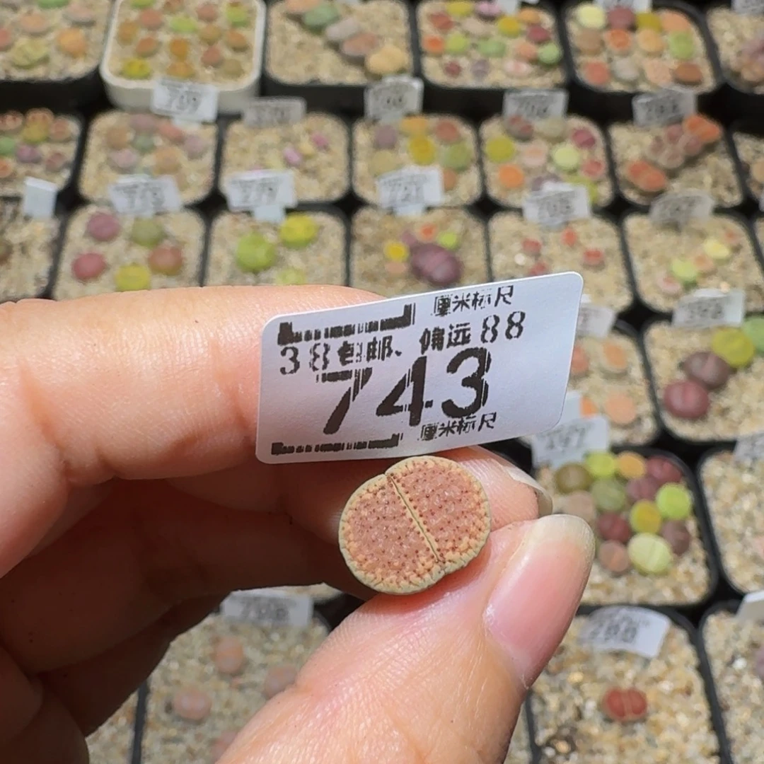 西***辞Sssss生石花肉锥743
